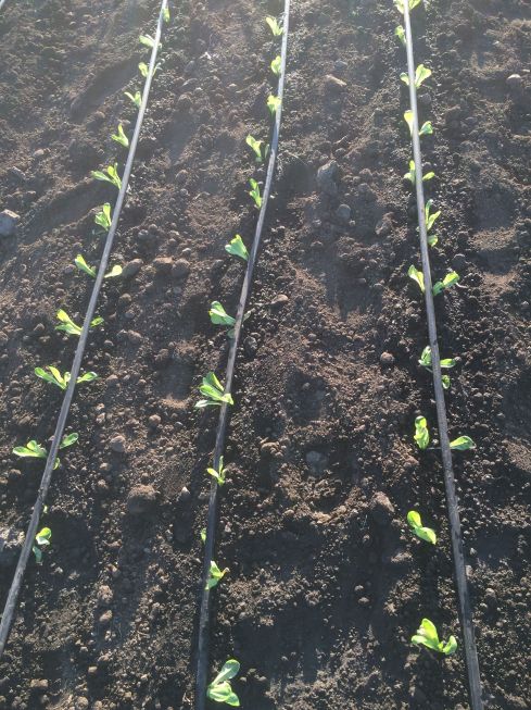 Baby lettuces