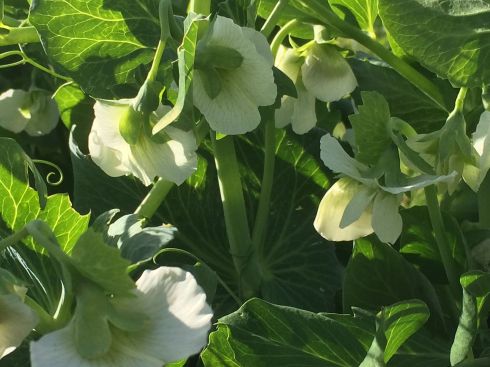 Peas in full flower. We'll have sugar snaps and English shelling peas this year.
