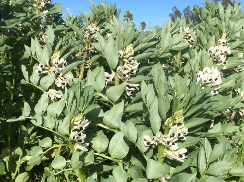 Fava beans are blooming madly.