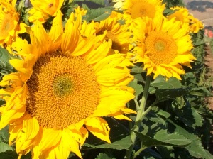 Sunflowers nailed
