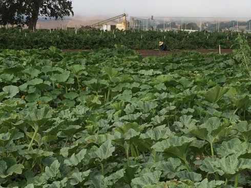 Winter squash is thriving, with Santos planting chicories in the background.