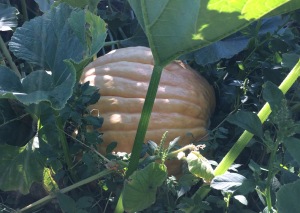 Giant pumpkins are revealing themselves by the Farm Stand.