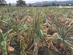 August 23, onions drying down
