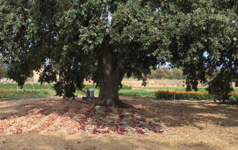 Shallots and red onions dry under the big old oak. Nice place for the bees, huh?
