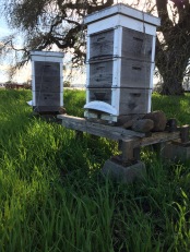 The bee hives have various degrees of activity. This one was very busy with the spring-like temperatures and numerous flowers blooming. Our insect pollinators are struggling these days, a whole other story.