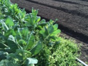 Collard is beginning to flower next to beds waiting for transplants.