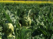 Artichokes are in full production right now.