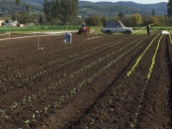Moving irrigation pipes into the field is an essential part of the planting day.