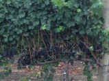 Looking across the fence, it's interesting to see how the grapes have been corralled and exposed.