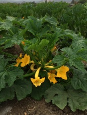 Yellow straight-neck squash, in all it's glory!
