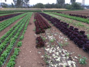 Left to right: Little Gem, Red Butter and Cherokee lettuce, full grown, this week's salad