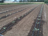 New artichoke planting. These little plants should be yielding 'chokes early next spring.