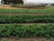 3 melons plantings at various stages of maturity.