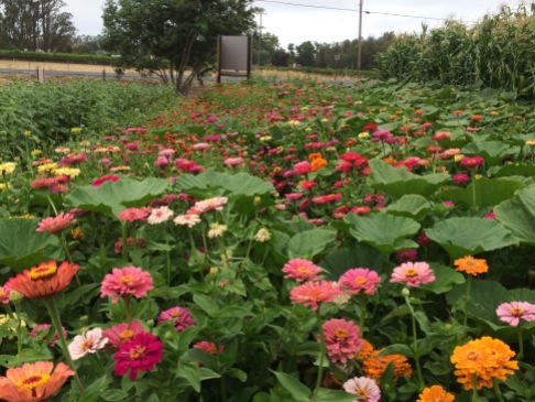 Field of zinnias behind the Farm Stand, invaded by giant pumpkins.